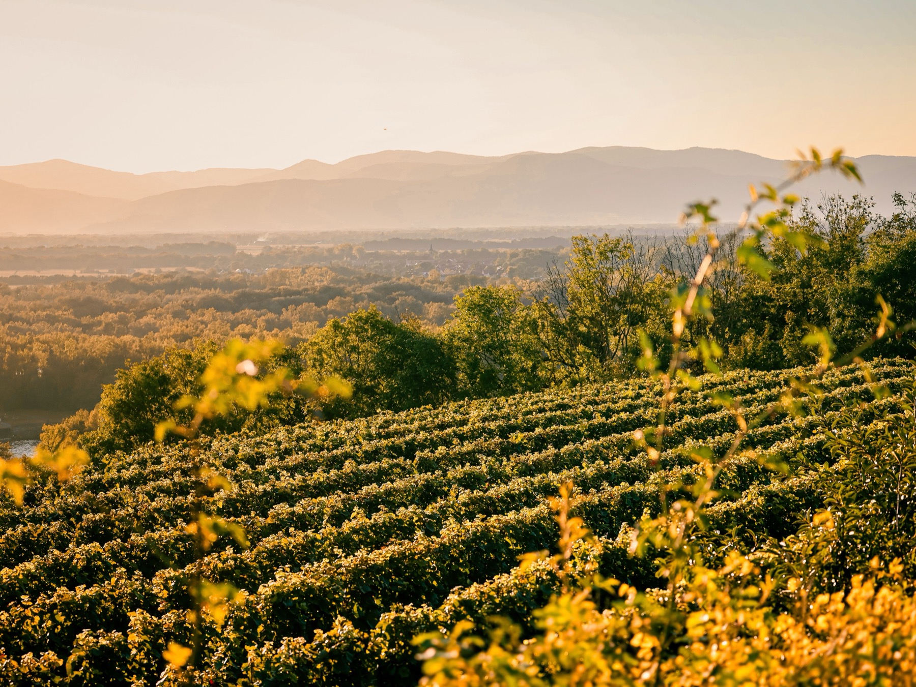 Vigneti al tramonto